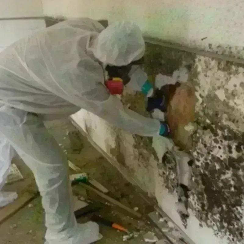 Mold Remediation and Removal in Kalifornsky, AK